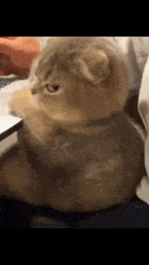 cat-side-eye