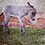 donkeys_mh